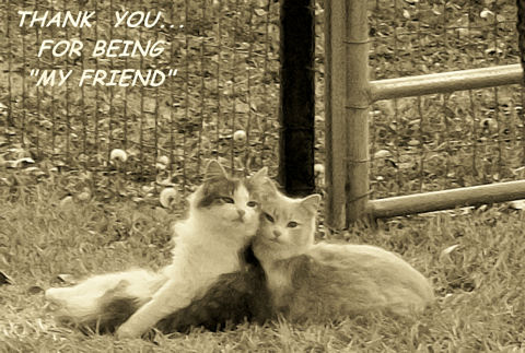 Best Friends Thank You Cats!