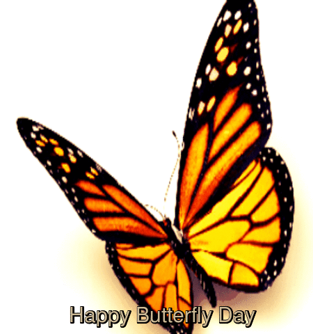 Wish You A Happy Butterfly Day.