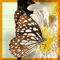 Butterfly Day [ Jun 19, 2021 ]