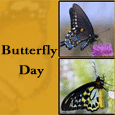 Beautiful Butterflies For You...