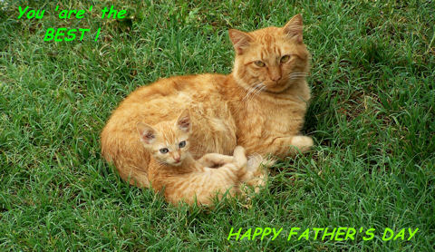 Father’s Day Cat.