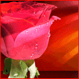 Sending A Rose...
