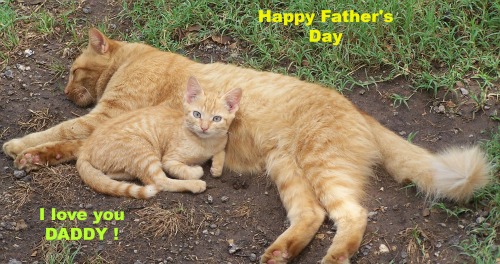 Father’s Day Kitten.