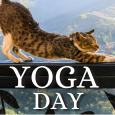 Share Balance On Yoga Day.
