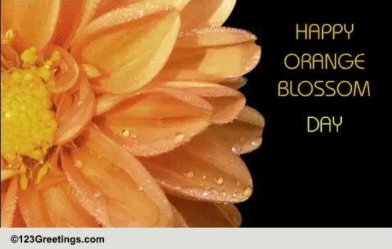 A Sweet Orange Blossom Day Wish!
