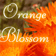 Orange Blossom Day Fun...