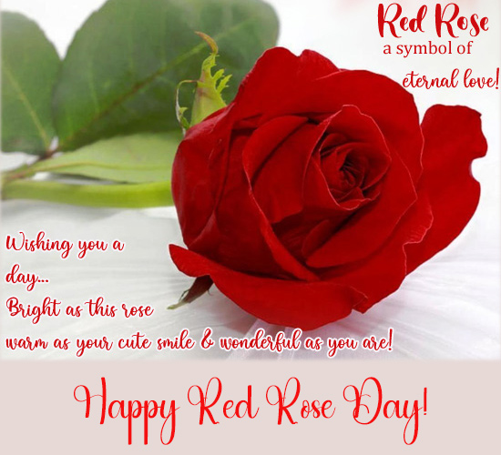 Red Rose A Symbol Of Eternal Love!