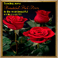 Beautiful Red Roses.