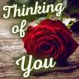 Each Thought Of U Is A Beautiful Rose.