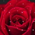 Brightness Of Red Rose