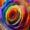 As Beautiful As The Rainbow Rose.