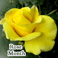 Rose For A Friend On Rose Month.