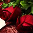 Roses Depict Your Pure Love!