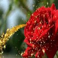 You&#x92;re Perfect As A Lovely Rose.