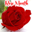 Red Rose A Symbol Of Eternal Love!