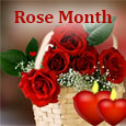 Beautiful Rose Speaks Of Love!