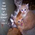 Smile Power Day Kittens.