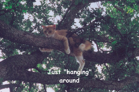 Relaxing Tree Cat.