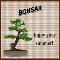 Enjoy Summer With This Bonsai Tree.