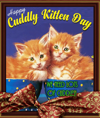 Kitties Want Lots Of Cuddles.