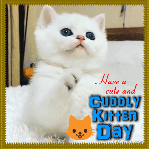 A Cute Cuddly Kitten Day Card For You.