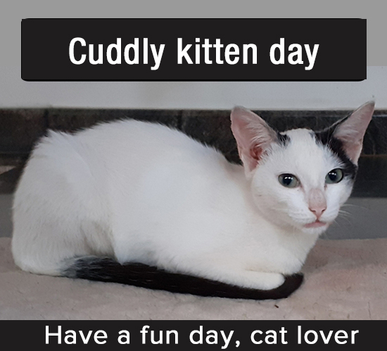Cuddly Kitten Day, March 23.