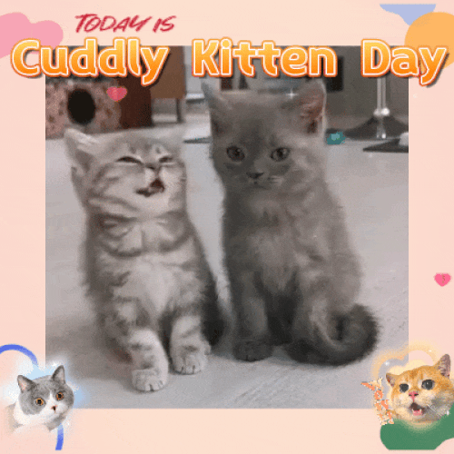 So Cute And Cuddly Kittens!
