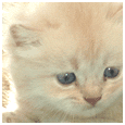 Little Kitty-pie!