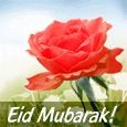 A Perfect Rose For You On Eid...