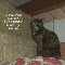 Optimistic Cat!