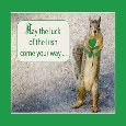 Funny Squirrel Is Holding A Shamrock.