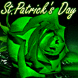 St. Patrick's Day Rose!
