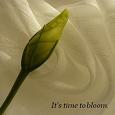 It’s Time To Bloom.