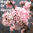 Send Magic of Spring Ecard!