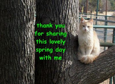 Spring Thanks Kitty.