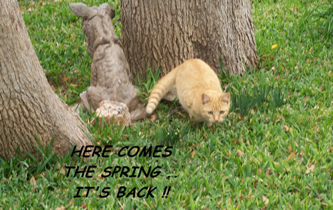 Spring Is Back Kitty.