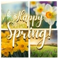 Happy And Beautiful Spring Wishes.