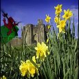 A St. David’s Day  Ecard For You.