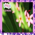 May Flowers Spring Wishes!