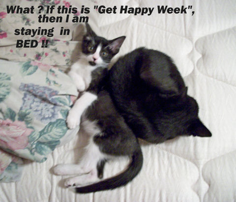 Get Happy Week Cats.