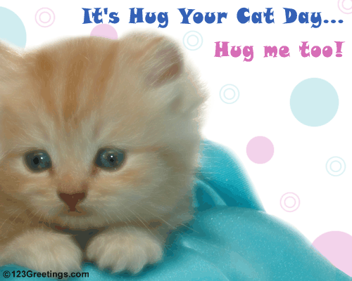 A Cuddly Wish On Hug Your Cat Day.
