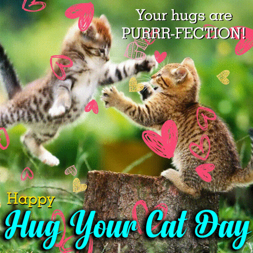 A Purrr-fect Hug Your Cat Card For You.