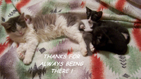 Always There Cat And Kittens.