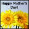 Sunflowers For Your Mom.