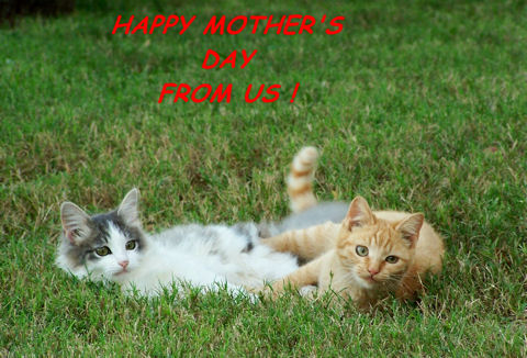 Happy Mothers Day Kittens.