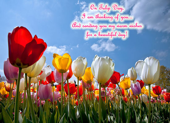 Tulip Day Card. Free Tulip Day eCards, Greeting Cards | 123 Greetings