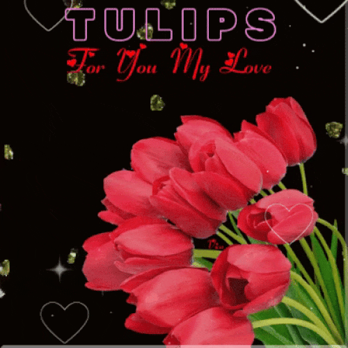 Tulips For You My Love.