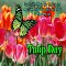 My Tulip Day Card For You.