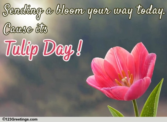Tulip Day Bloom For A Dear One