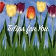 Beautiful Tulips For You.